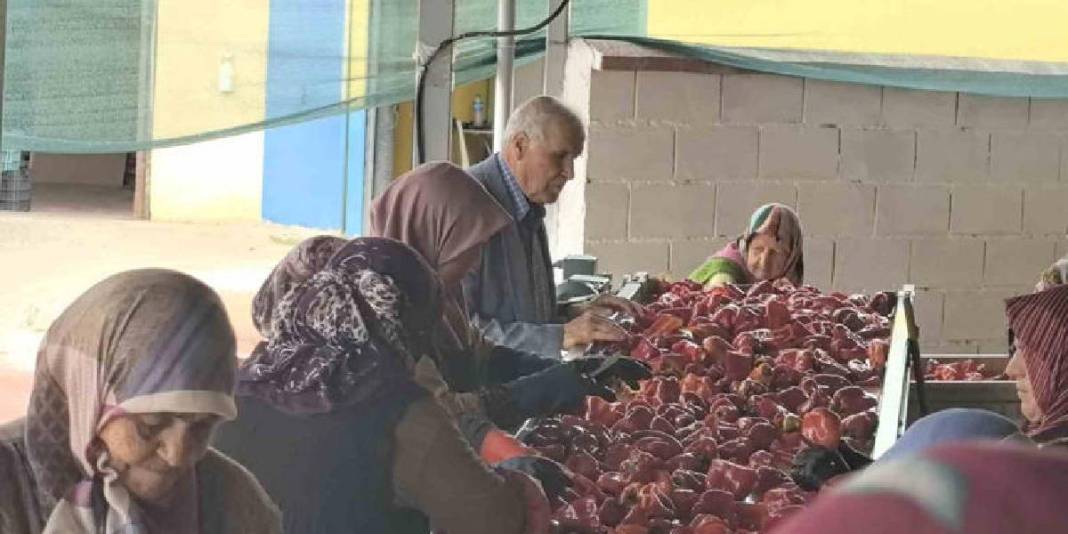 Hollanda’nın sofralarına lezzet katıyorlar! İnegöl’den yola çıkıyor, biber salçası emekle üretiliyor 4